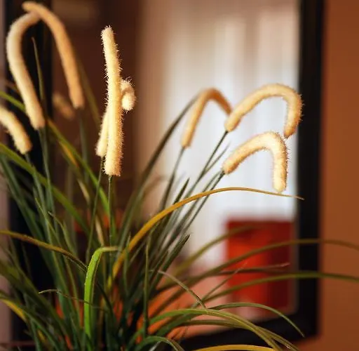 Akin איסטמבול